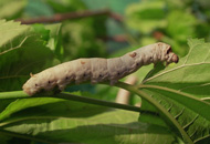 silk-worm